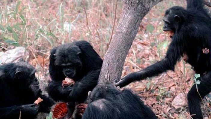 0158chimpanc526z5_xl