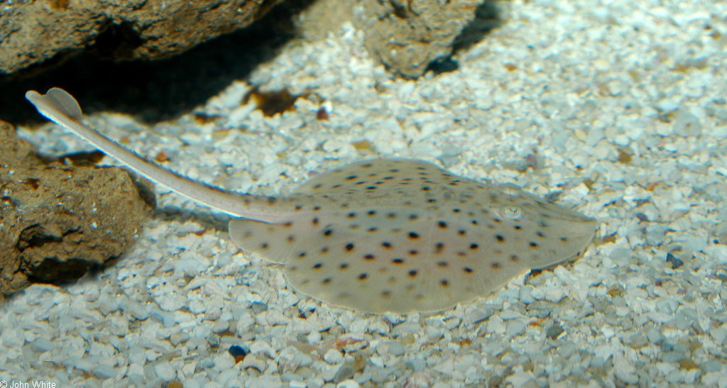 0animales55g632