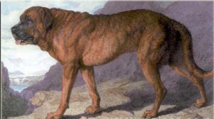 1815_Alpine_Mastiff