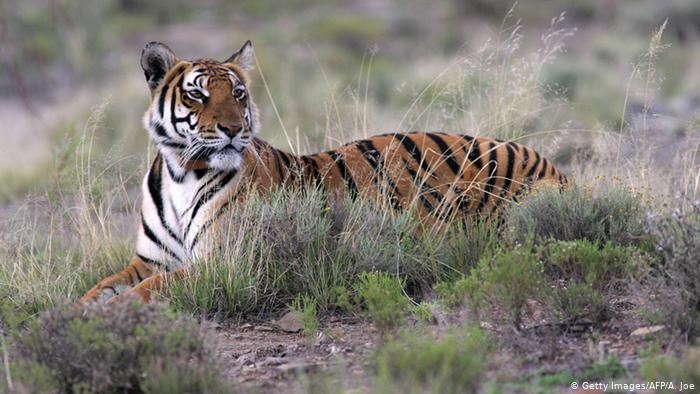 186tigre14806_303