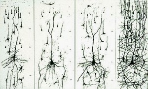 crecimiento-neuronal