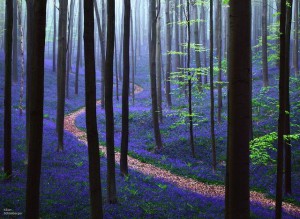 Impresionantes-fotos-del-Bosque-Azul-en-Bélgica-01