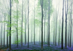 Impresionantes-fotos-del-Bosque-Azul-en-Bélgica-02
