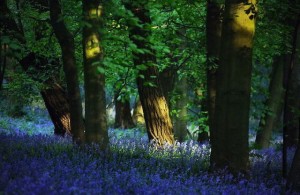 Impresionantes-fotos-del-Bosque-Azul-en-Bélgica-04