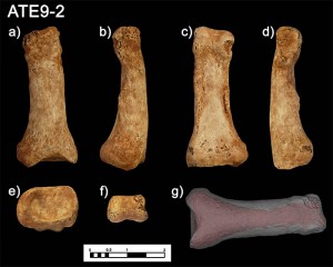 morfologia-de-la-mano-humana