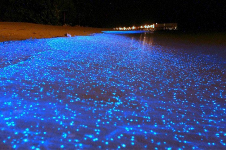 39-Bioluminescent-Waves-730x485