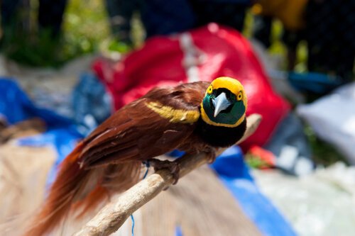 6677pajaros-del-paraiso