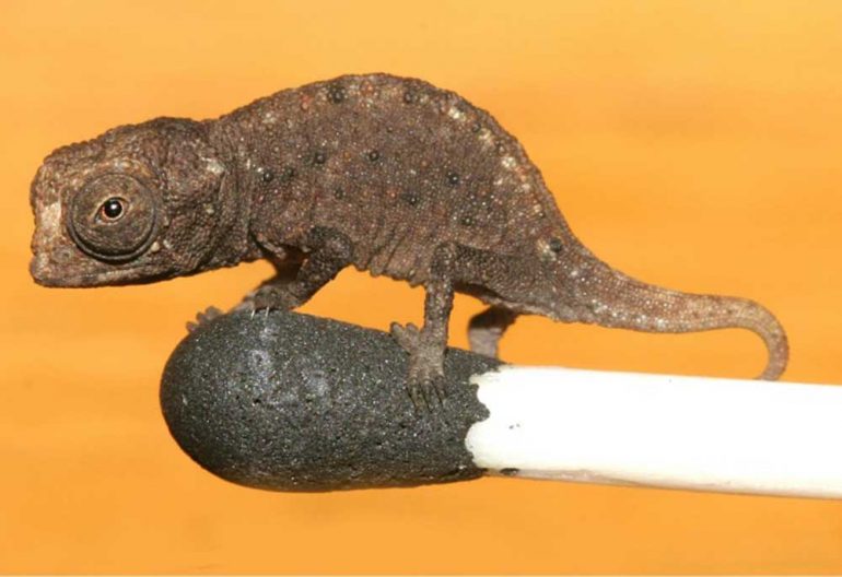 6santemxvideo180220brookesia-micra.imgo_-770x528