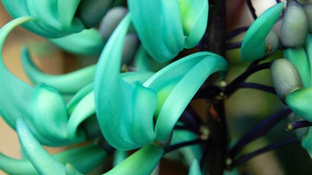 _9033flor46531_thinkstockphotos-515806596