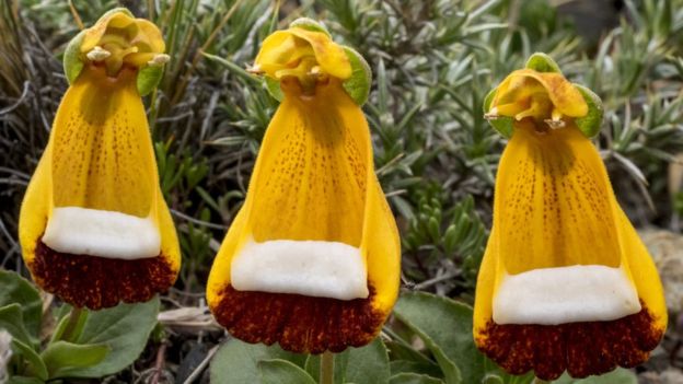 _90flor5336533_thinkstockphotos-504099500