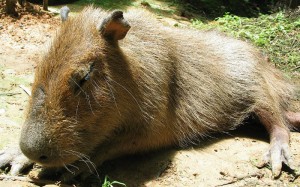 Animal-durmiendo-700x436