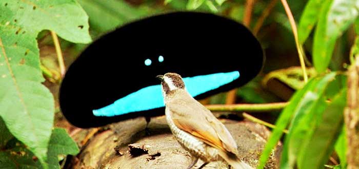 Animales-raros-del-mundo-Ave-del-Paraíso-soberbia