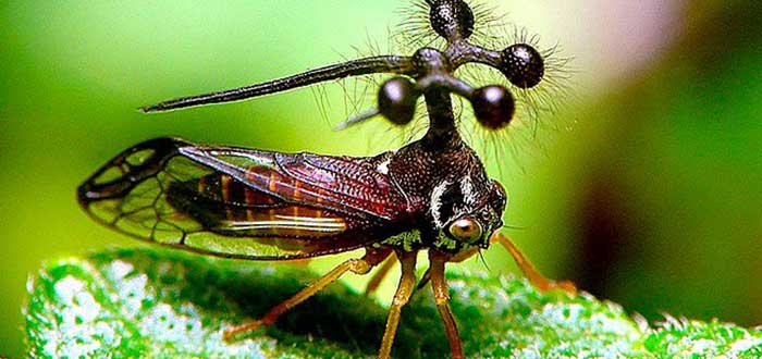 Animales-raros-del-mundo-Bocydium-globulare