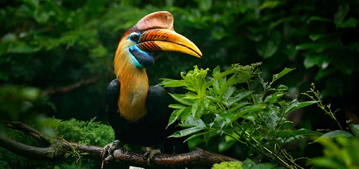 Animales-raros-del-mundo-Calao-de-casco