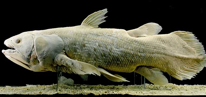 Animales-raros-del-mundo-Celacanto