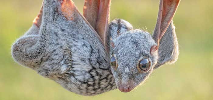 Animales-raros-del-mundo-Colugo