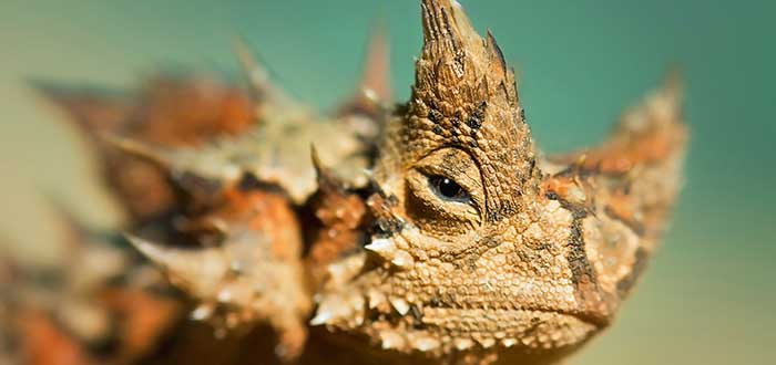 Animales-raros-del-mundo-Diablo-espinoso