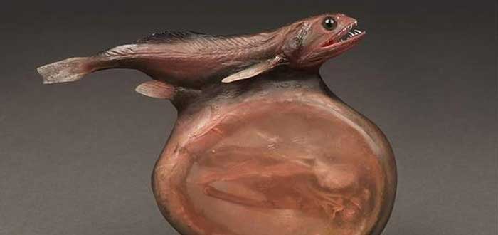 Animales-raros-del-mundo-Engullidor-Negro