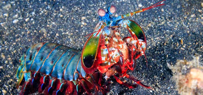 Animales-raros-del-mundo-Gamba-mantis
