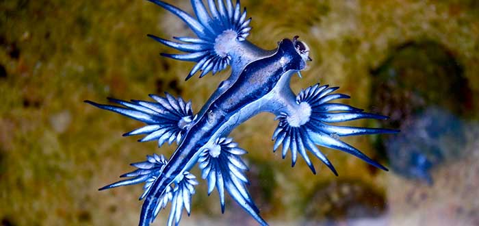 Animales-raros-del-mundo-Glaucus-atlanticus