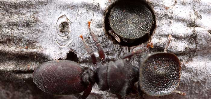 Animales-raros-del-mundo-Hormiga-tortuga