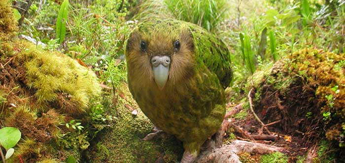 Animales-raros-del-mundo-Kakapo