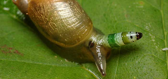 Animales-raros-del-mundo-Leucochloridium