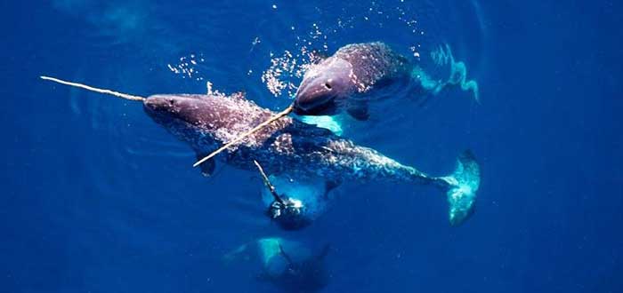 Animales-raros-del-mundo-Narval
