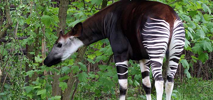 Animales-raros-del-mundo-Okapi