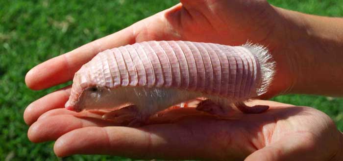 Animales-raros-del-mundo-Pichiciego-Menor