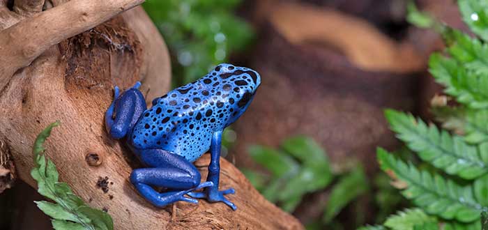 Animales-raros-del-mundo-Rana-flecha-azul