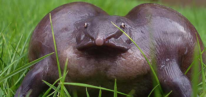 Animales-raros-del-mundo-Rana-púrpura-india