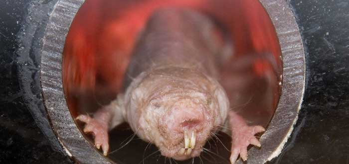 Animales-raros-del-mundo-Rata-topo-desnuda