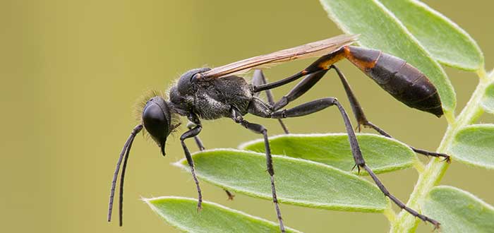 Animales-raros-del-mundo-Strepsiptera