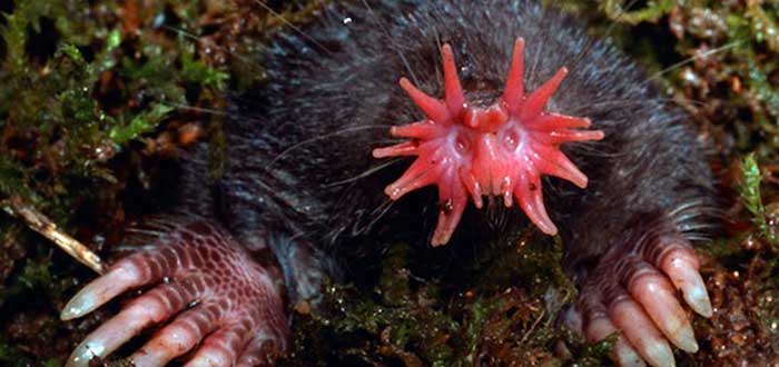 Animales-raros-del-mundo-Topo-de-nariz-estrellada
