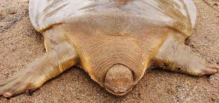 Animales-raros-del-mundo-Tortuga-de-Cantor