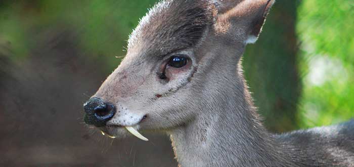 Animales-raros-del-mundo-ciervo-de-copete