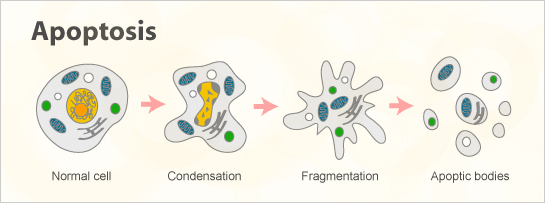 Apoptosis_B