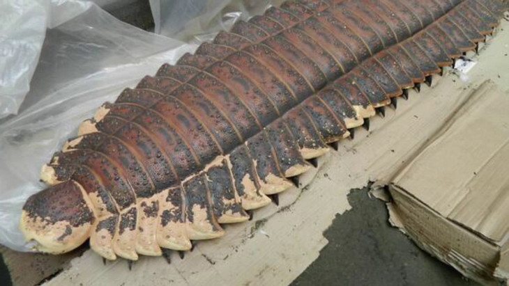 Arthoropleura2