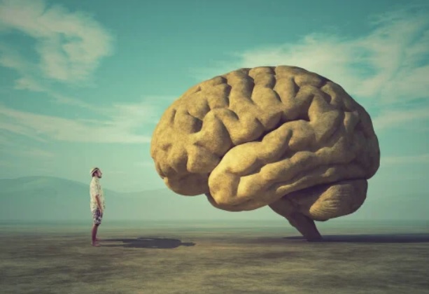 Cerebro555ddlo