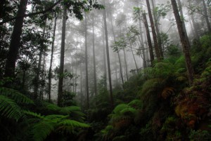 Cusuco-National-Park-Habitat-1