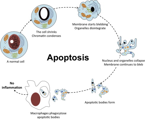 Cytology-of-apoptosis-The-different-stages-of-apo