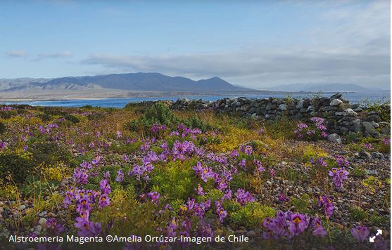 Desiertrochile44444