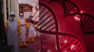 EBOLA GENES