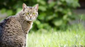 Felino-700x390