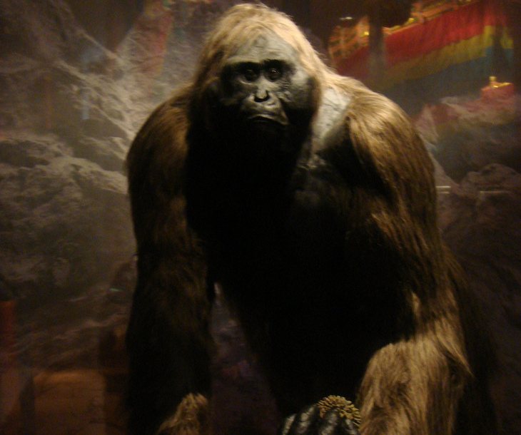 Gigantophitecus5