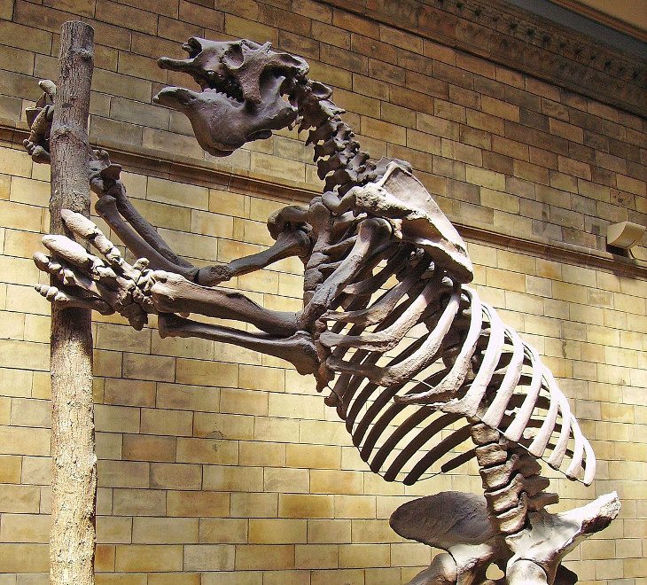 Megatherium3