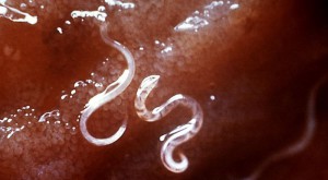 Nematodos-700x386