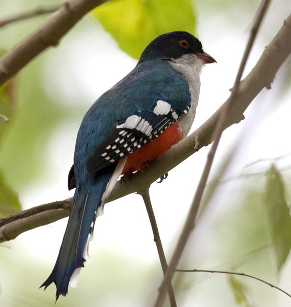 Priotelustemnurus
