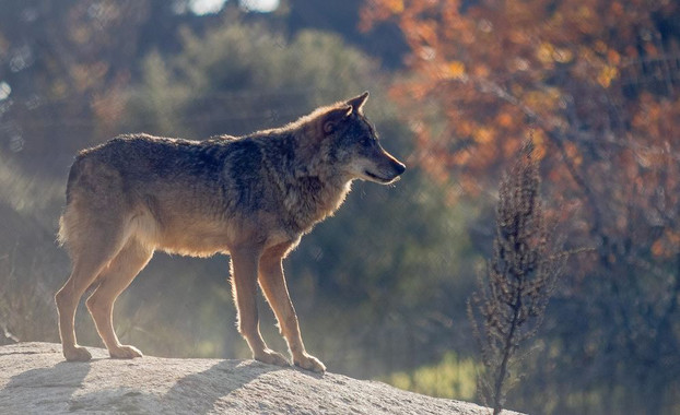 Pueden-convivir-el-lobo-y-el-ganado_image_380
